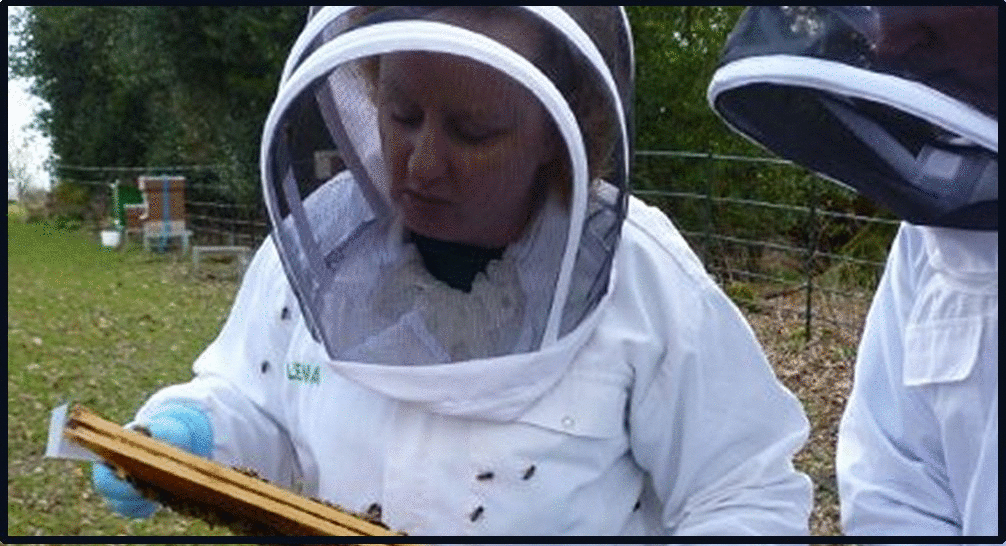 Bee images