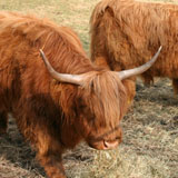Home Farm