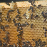 Beekeepers