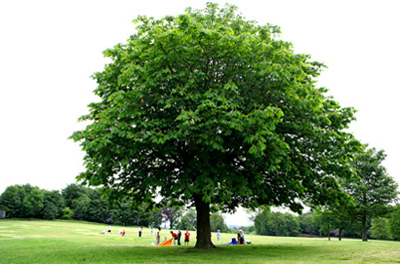Tree at Heaton Park Tree at Heaton Park