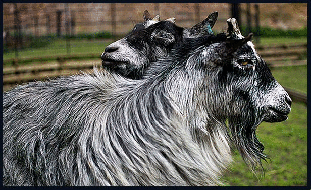 Animals by Steve